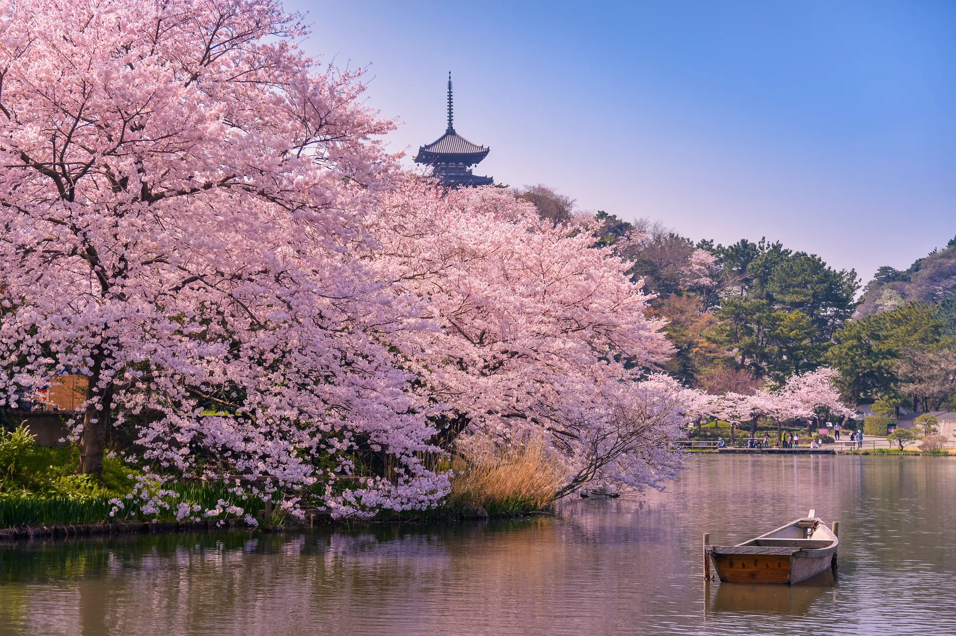 Cherry Blossom River 2