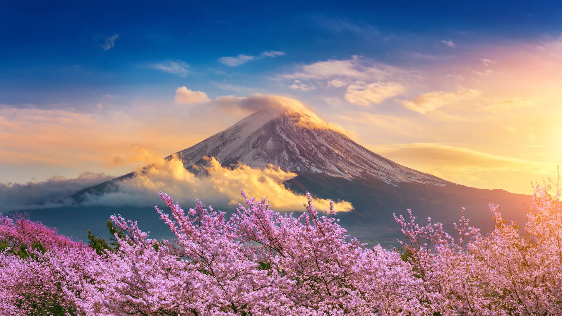 Mt Fuji Sakura